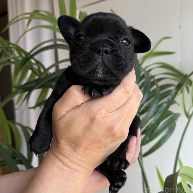 販売中の千葉県のフレンチブルドッグ-452796の2枚目