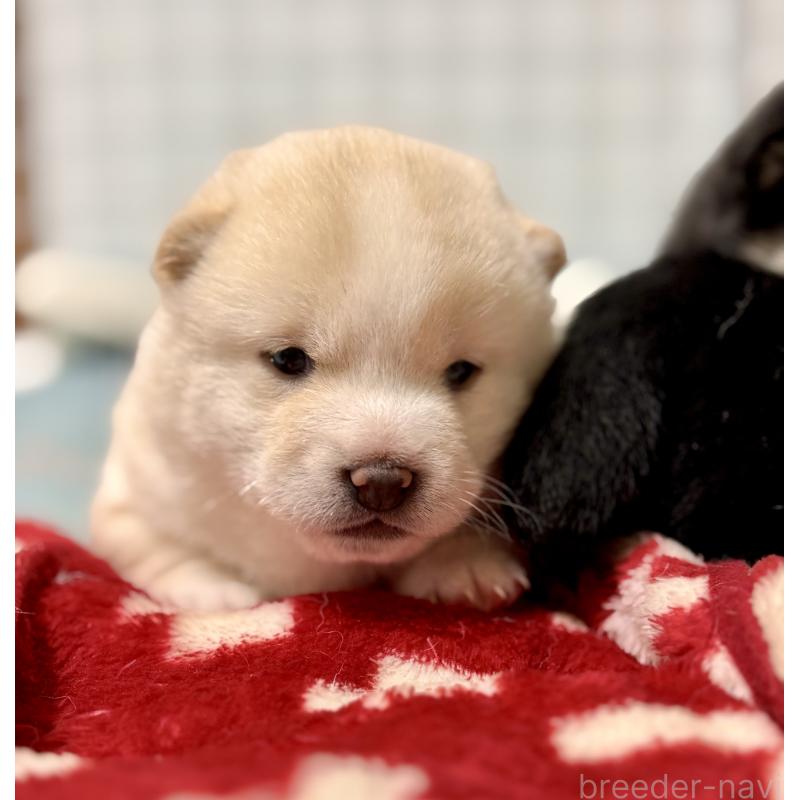 販売中の和歌山県の豆柴-454428の8枚目