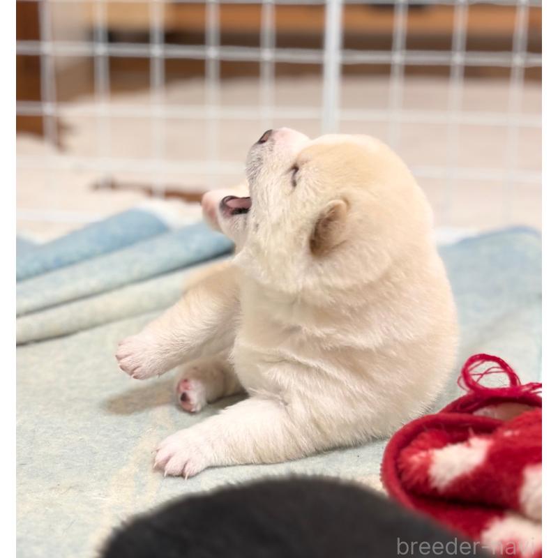 販売中の和歌山県の豆柴-454428の7枚目