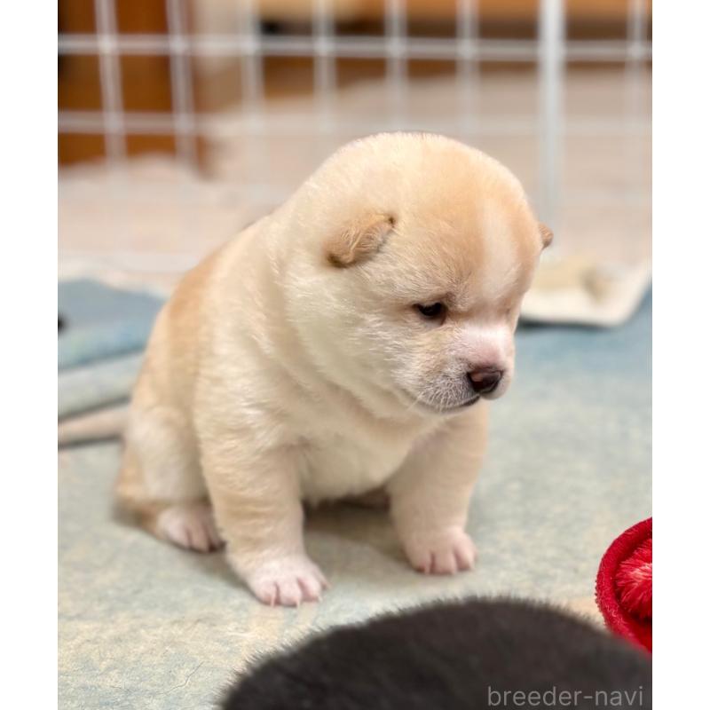 販売中の和歌山県の豆柴-454428の6枚目