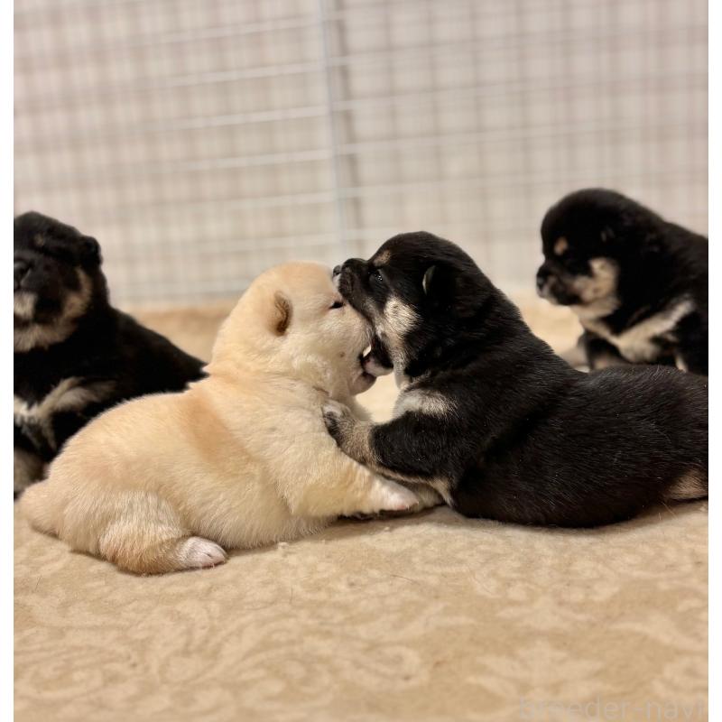 販売中の和歌山県の豆柴-454428の5枚目