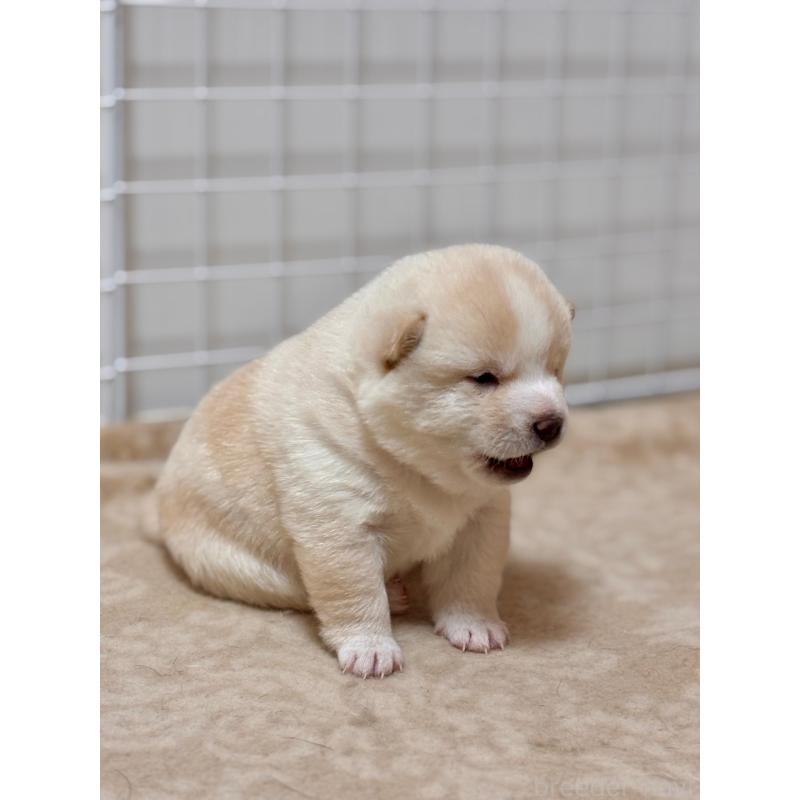 販売中の和歌山県の豆柴-454428の4枚目