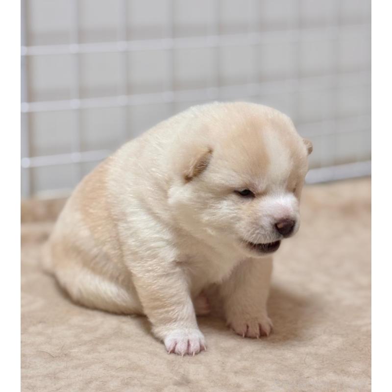 販売中の和歌山県の豆柴-454428の3枚目