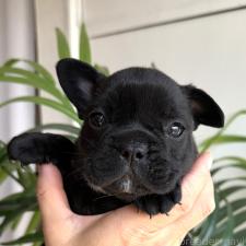 オンライン見学