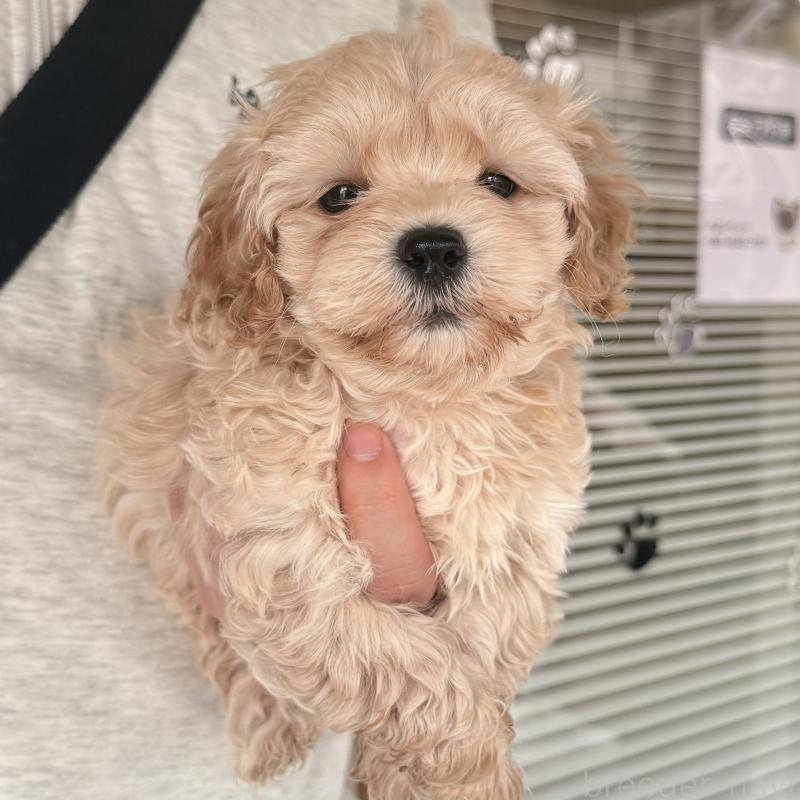 販売中の大阪府のマルプー:マルチーズ×トイプードル-454429の9枚目