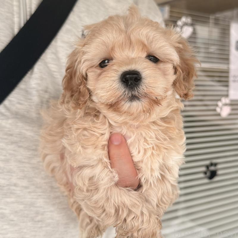 販売中の大阪府のマルプー:マルチーズ×トイプードル-454429の8枚目