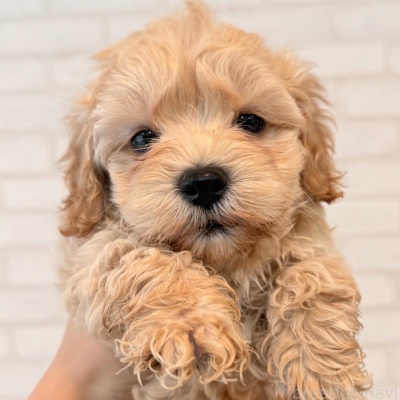 販売中の大阪府のマルプー:マルチーズ×トイプードル-454429の7枚目