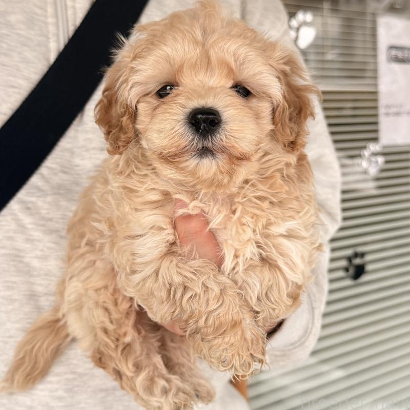 販売中の大阪府のマルプー:マルチーズ×トイプードル-454429の6枚目