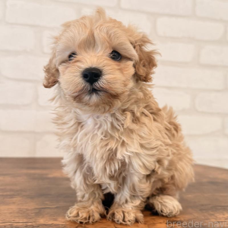 販売中の大阪府のマルプー:マルチーズ×トイプードル-454429の5枚目