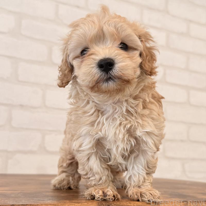 販売中の大阪府のマルプー:マルチーズ×トイプードル-454429の4枚目