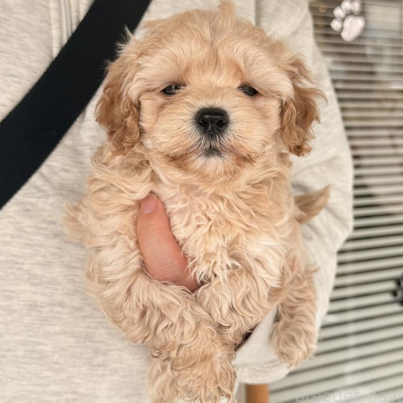 販売中の大阪府のマルプー:マルチーズ×トイプードル-454429の2枚目