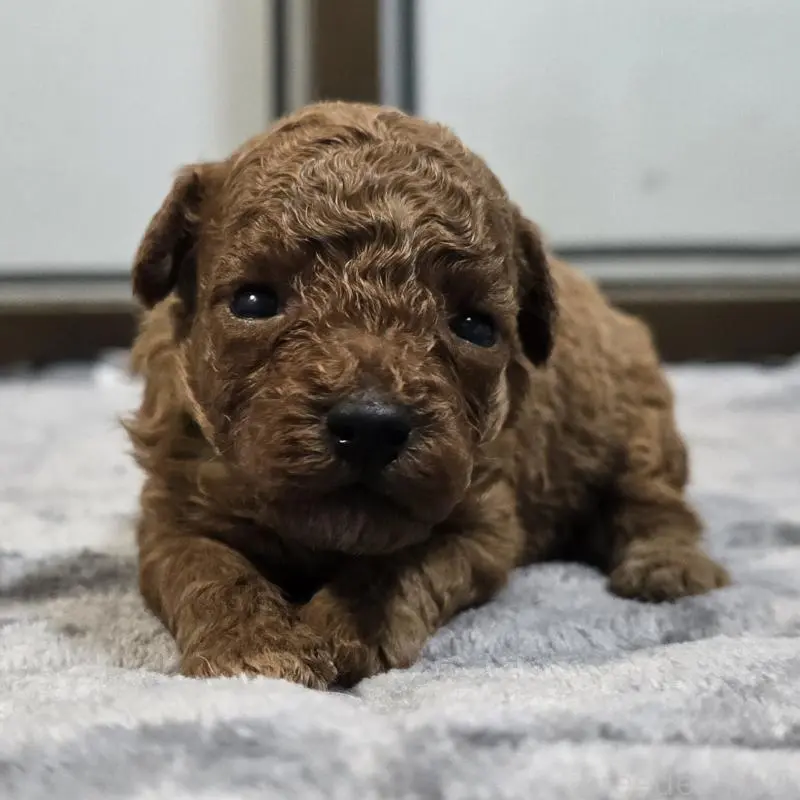 販売中の岡山県のトイプードル-454431