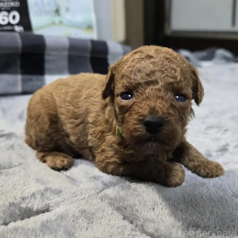 販売中の岡山県のトイプードル-454431の4枚目