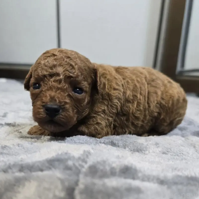 販売中の岡山県のトイプードル-454431の3枚目