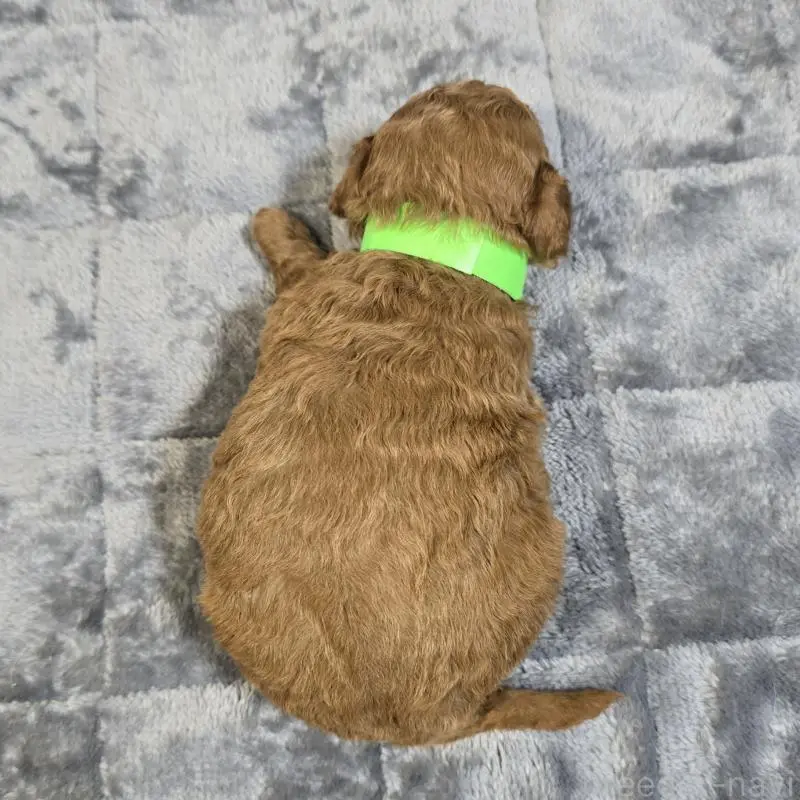 販売中の岡山県のトイプードル-454431の2枚目