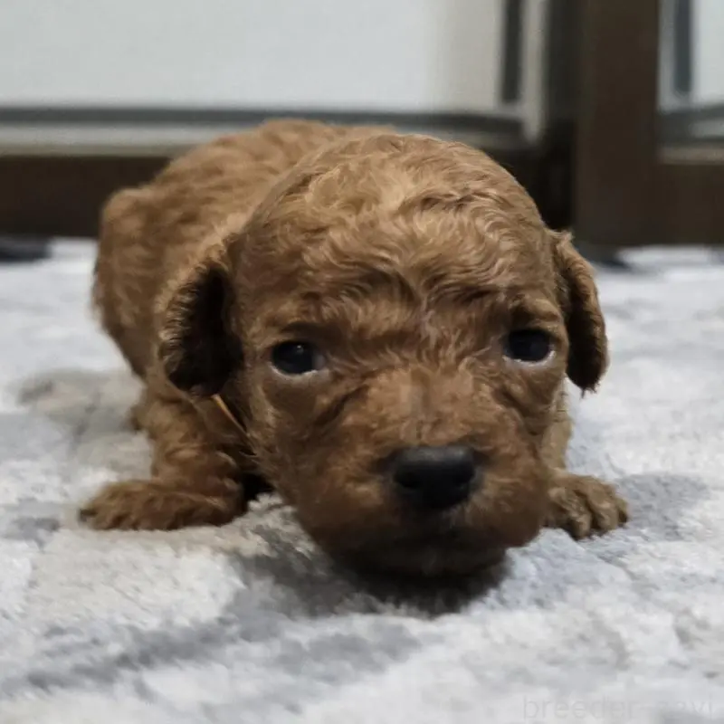 販売中の岡山県のトイプードル-454432