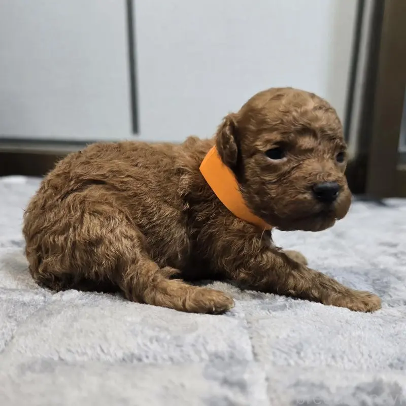 販売中の岡山県のトイプードル-454432の4枚目