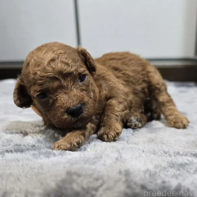 販売中の岡山県のトイプードル-454432の3枚目