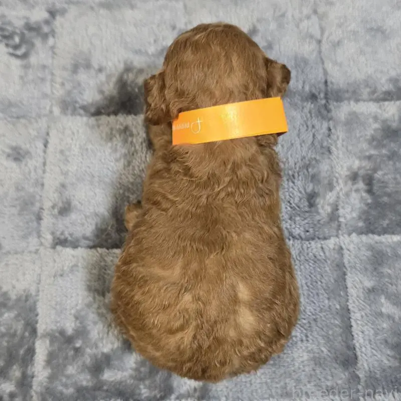 販売中の岡山県のトイプードル-454432の2枚目