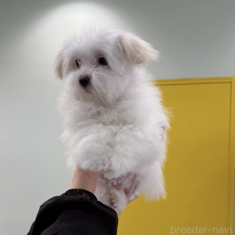 販売中の東京都のマルチーズ-440839