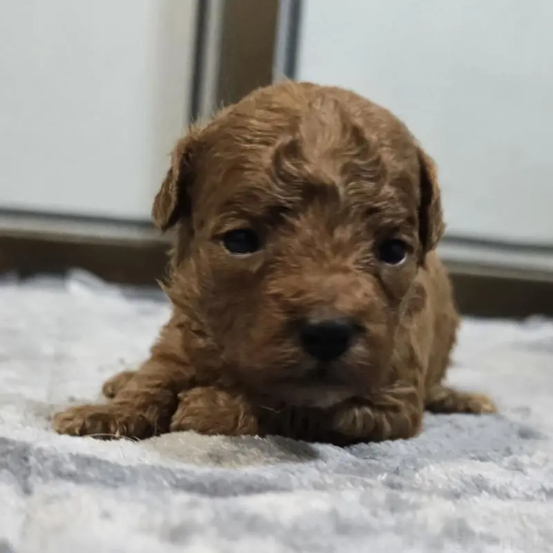 販売中の岡山県のトイプードル-454433