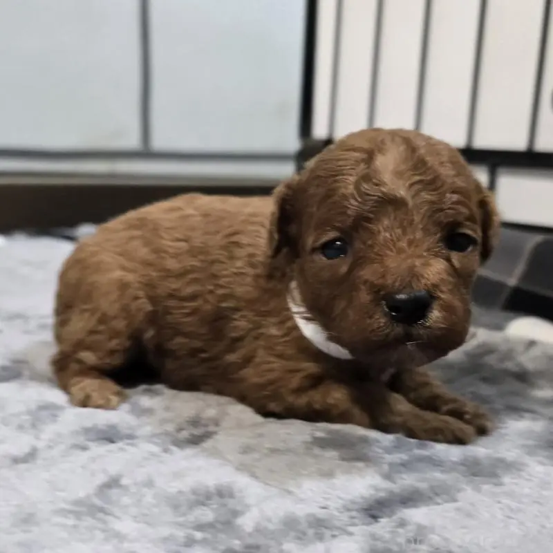 販売中の岡山県のトイプードル-454433の4枚目