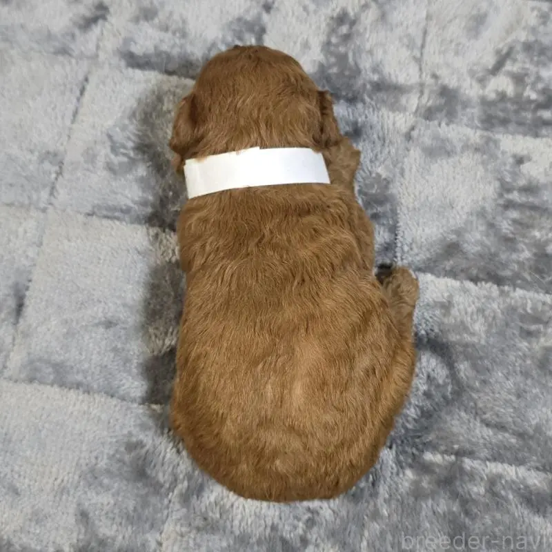 販売中の岡山県のトイプードル-454433の2枚目