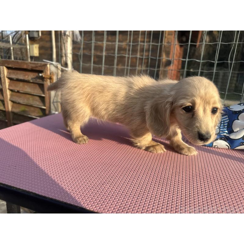 販売中の熊本県のミニチュアダックスフンド(ロングヘアード)-454434の7枚目