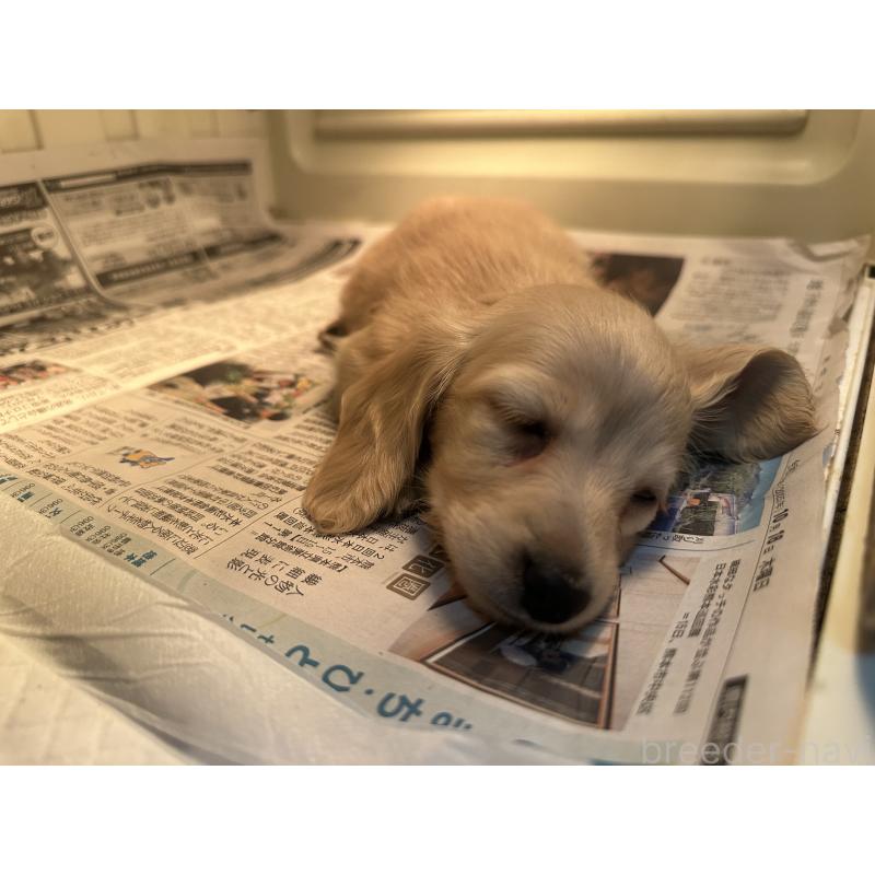 販売中の熊本県のミニチュアダックスフンド(ロングヘアード)-454434の6枚目