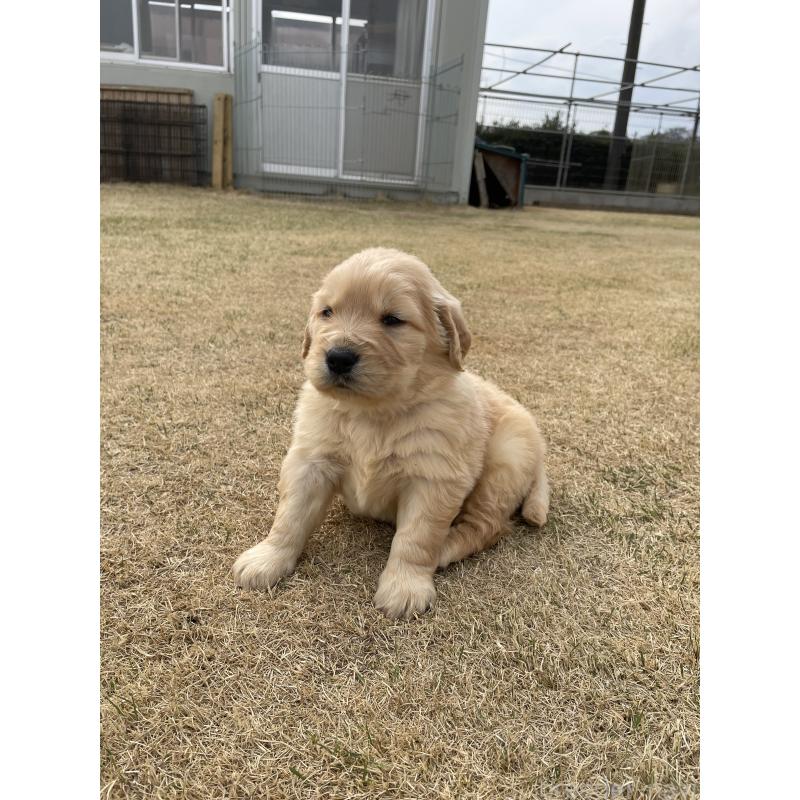 販売中の茨城県のゴールデンレトリーバー-454435の7枚目