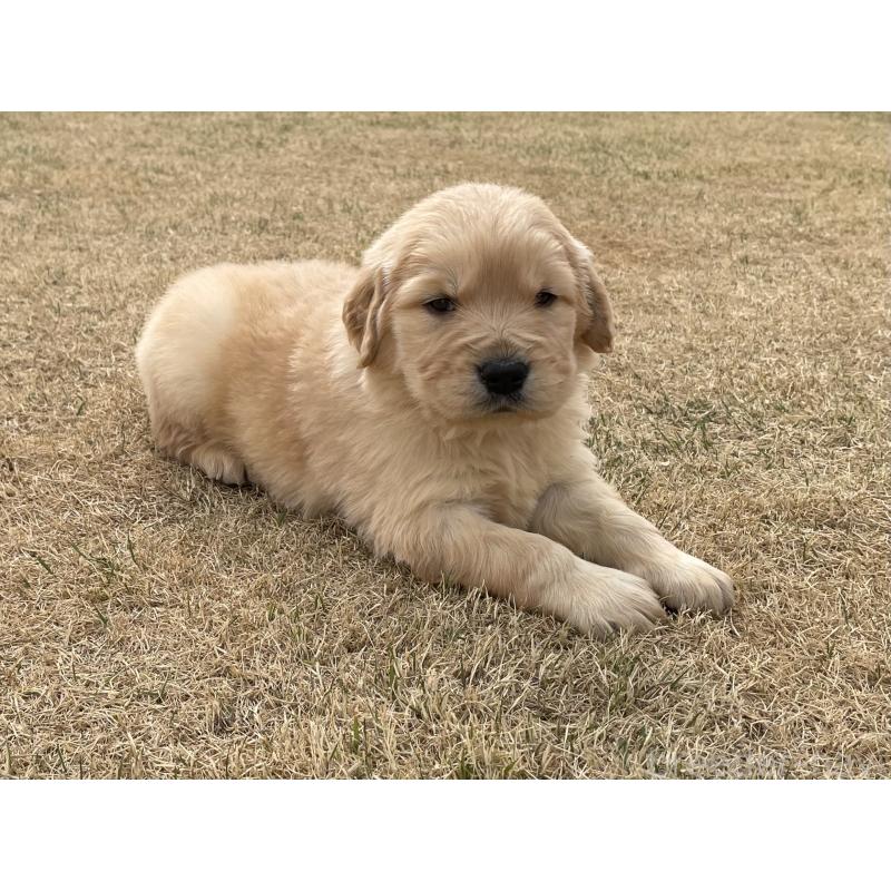 販売中の茨城県のゴールデンレトリーバー-454435の6枚目