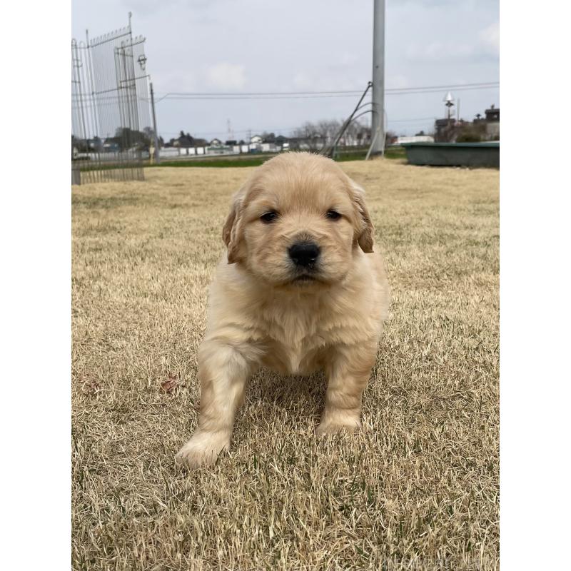 販売中の茨城県のゴールデンレトリーバー-454435の4枚目