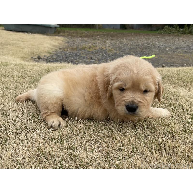 販売中の茨城県のゴールデンレトリーバー-454435の3枚目