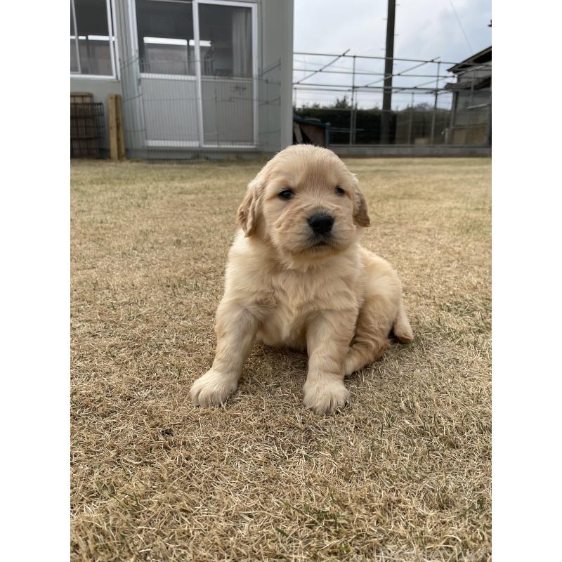 販売中の茨城県のゴールデンレトリーバー-454435の2枚目