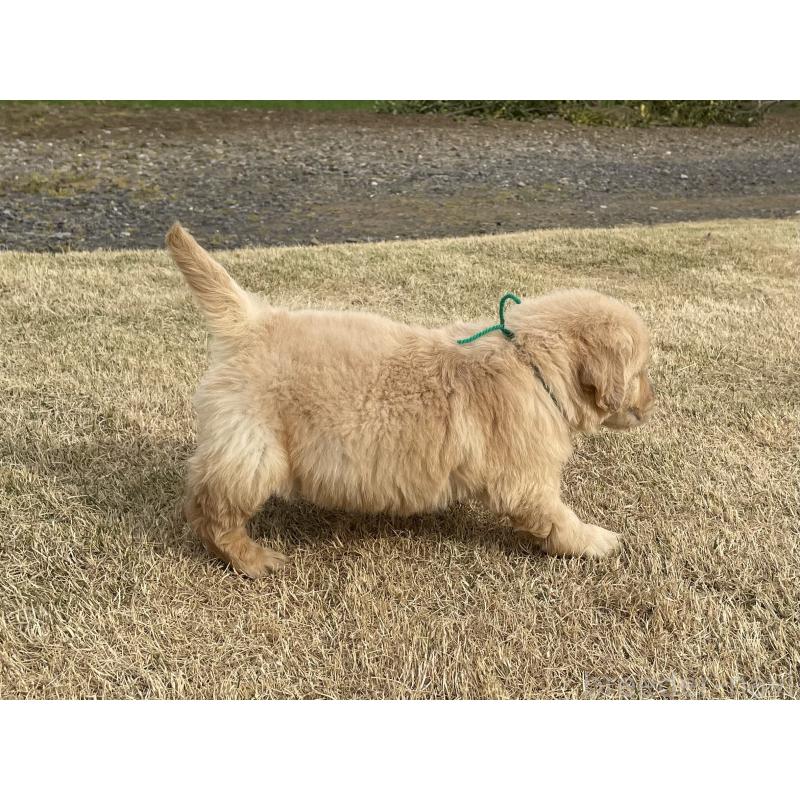 販売中の茨城県のゴールデンレトリーバー-454436の6枚目