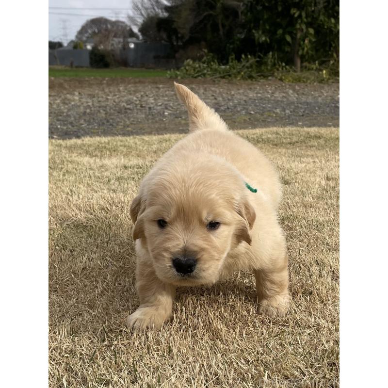 販売中の茨城県のゴールデンレトリーバー-454436の5枚目