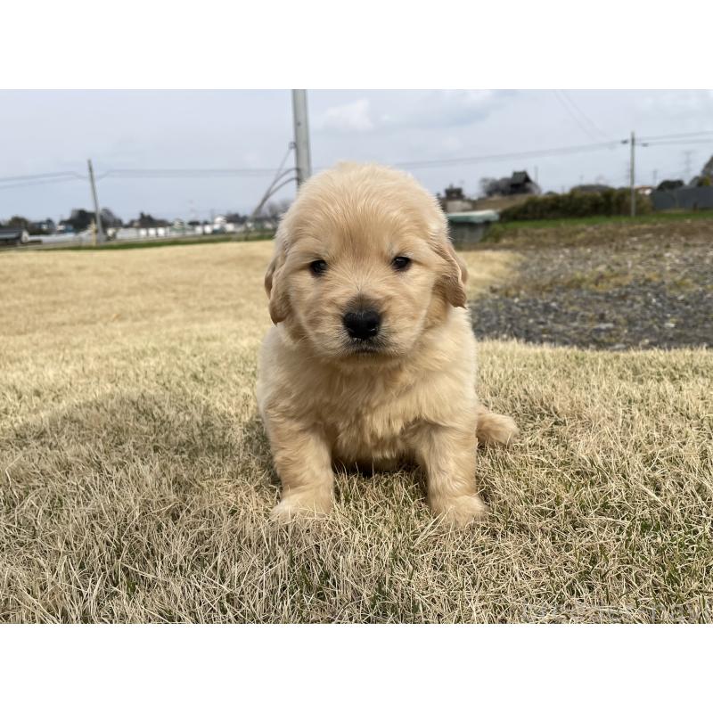 販売中の茨城県のゴールデンレトリーバー-454436の3枚目