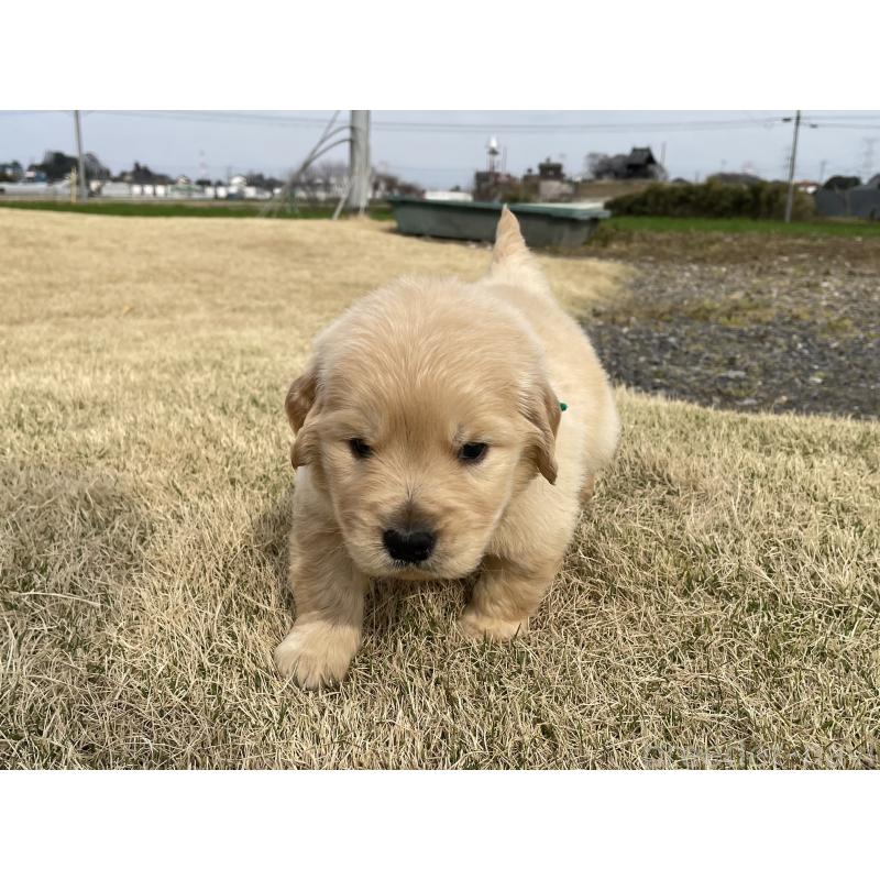 販売中の茨城県のゴールデンレトリーバー-454436の2枚目