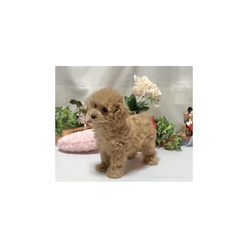 販売中の兵庫県のティーカッププードル-447406の3枚目