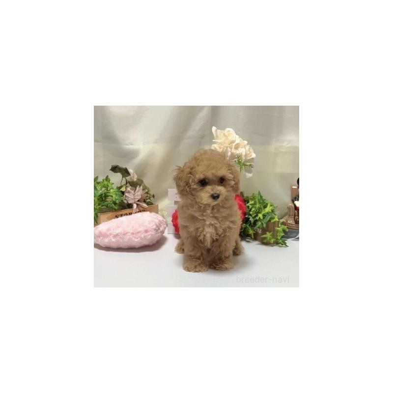 販売中の兵庫県のティーカッププードル-447406の2枚目