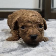 ♀︎トイプードル