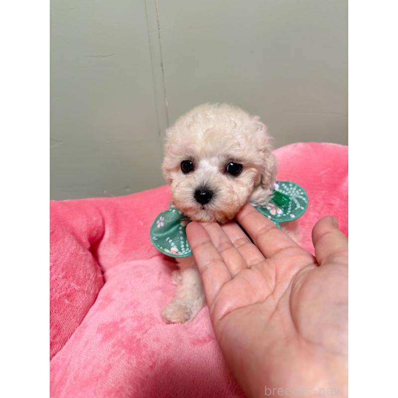 販売中の福岡県のティーカッププードル-454437の4枚目