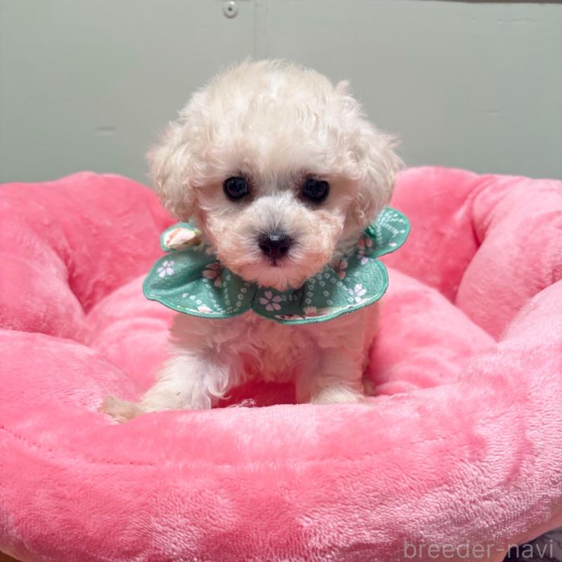 販売中の福岡県のティーカッププードル-454437の3枚目