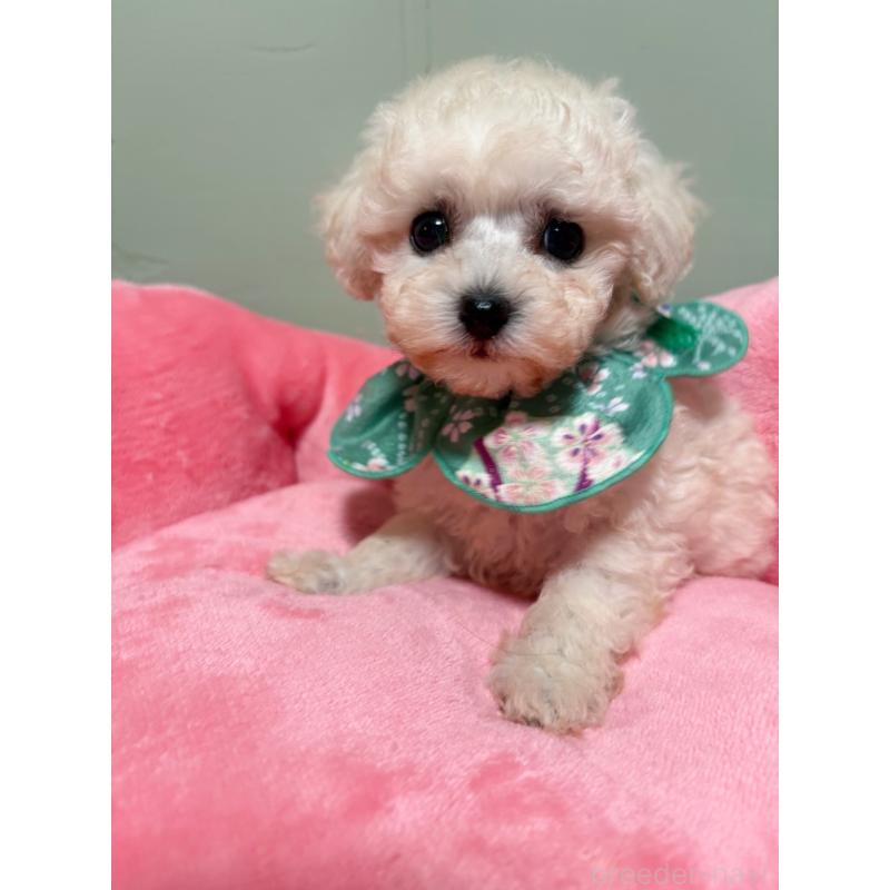 販売中の福岡県のティーカッププードル-454437の2枚目