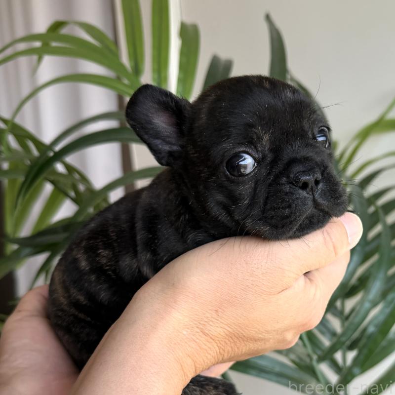 販売中の千葉県のフレンチブルドッグ-452793の4枚目