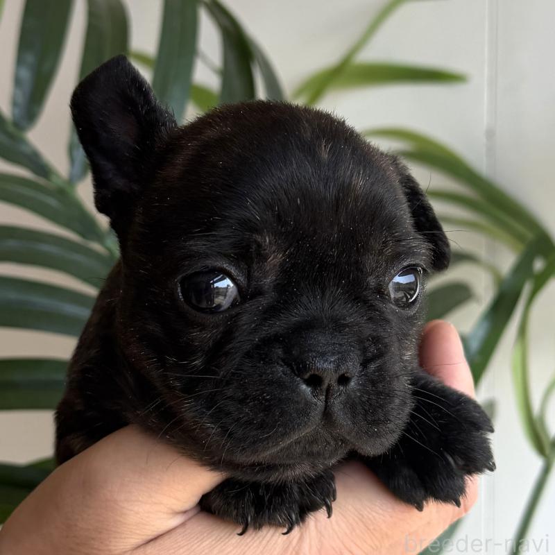 販売中の千葉県のフレンチブルドッグ-452793の3枚目