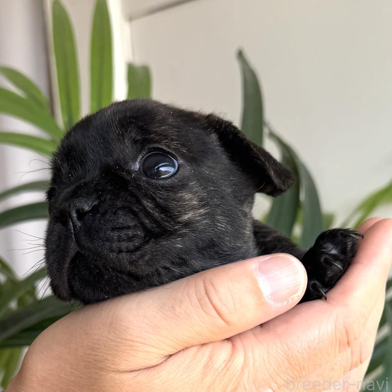 販売中の千葉県のフレンチブルドッグ-452793の2枚目