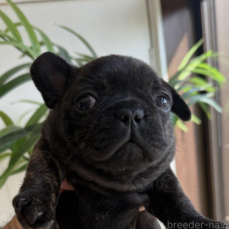 販売中の千葉県のフレンチブルドッグ-452793