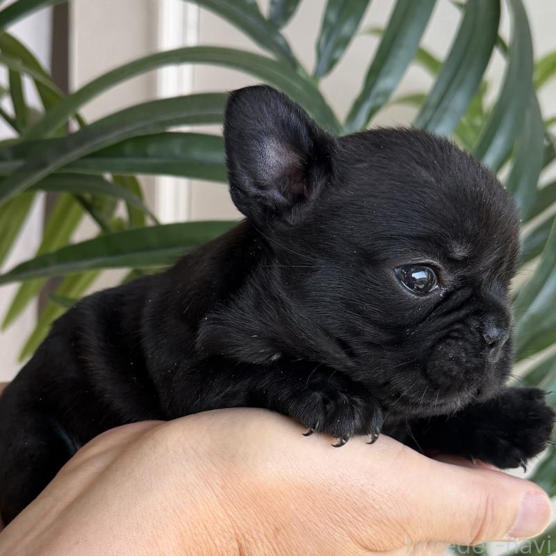 販売中の千葉県のフレンチブルドッグ-452791の3枚目