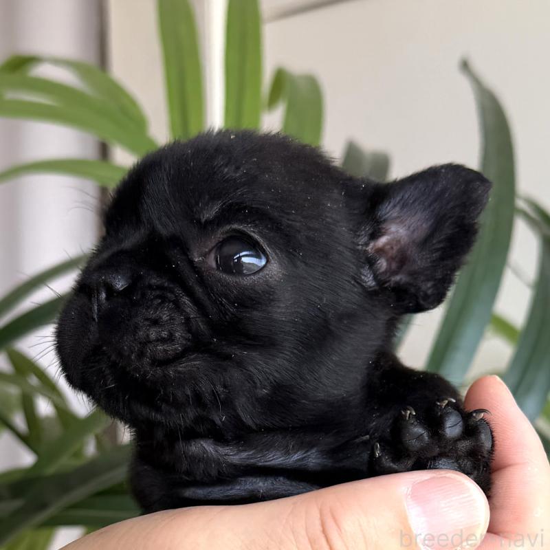 販売中の千葉県のフレンチブルドッグ-452791の2枚目